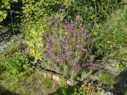 fleur_variee_20211127_1011313519
